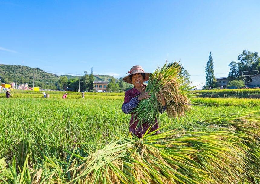 稻農(nóng)曬豐收。熊偉攝