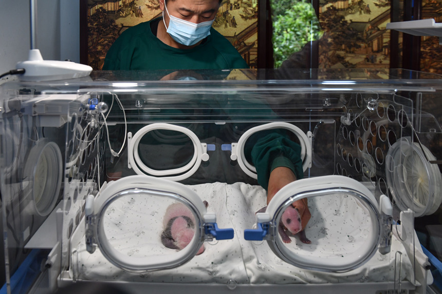 8月8日，在重慶動物園育幼室，一對剛出生不久的雙胞胎大熊貓幼仔亮相。鄒樂攝