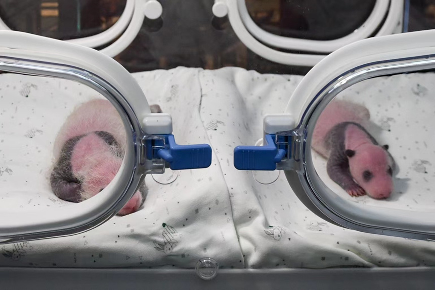 8月8日，在重慶動物園育幼室，一對剛出生不久的雙胞胎大熊貓幼仔亮相。鄒樂攝