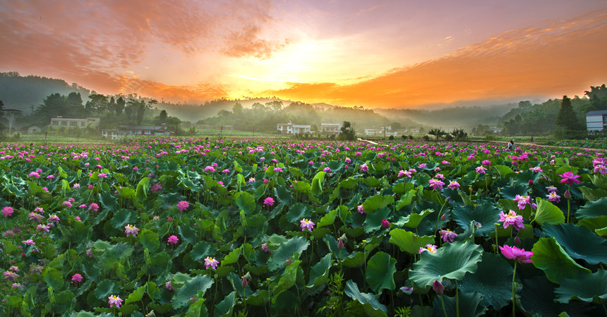 “十里荷棠·山灣時(shí)光”風(fēng)光。大足區(qū)委宣傳部供圖