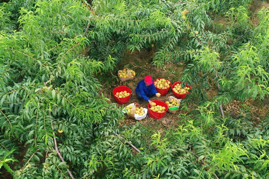 在重慶市黔江區(qū)濯水鎮(zhèn)烏楊社區(qū)黃桃基地，村民在分揀黃桃。楊敏攝