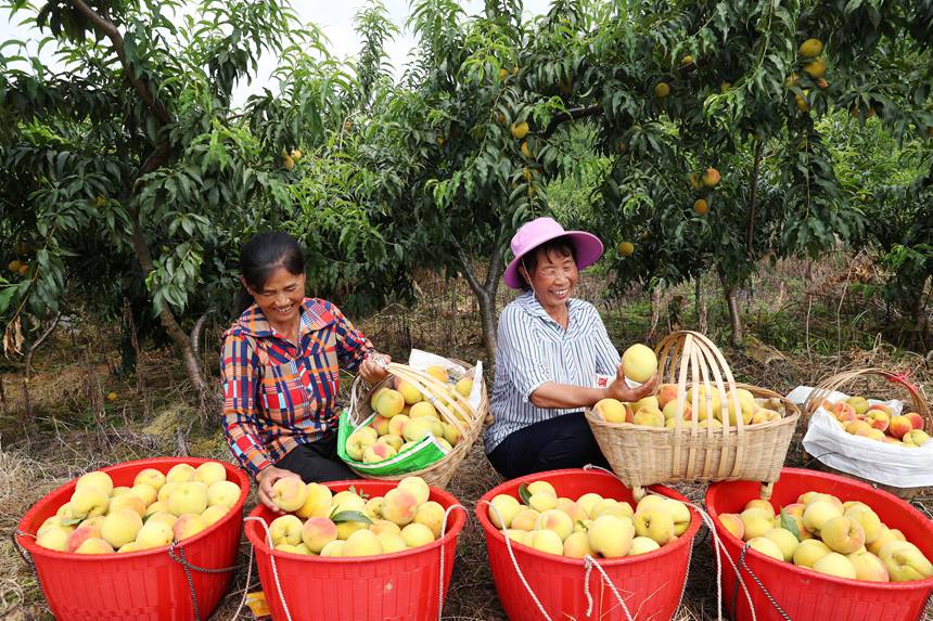 在重慶市黔江區(qū)濯水鎮(zhèn)烏楊社區(qū)黃桃基地，村民在分揀黃桃。楊敏攝