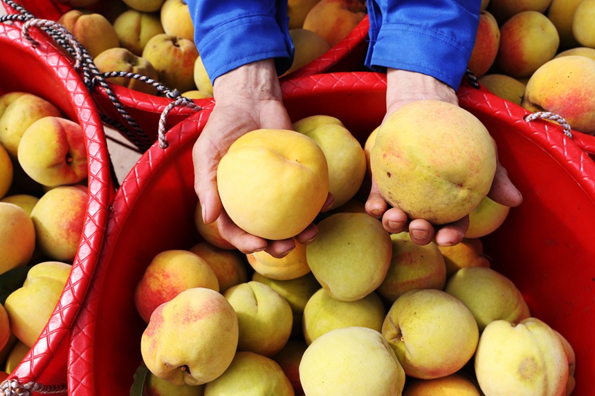 在重慶市黔江區(qū)濯水鎮(zhèn)烏楊社區(qū)黃桃基地，村民在分揀黃桃。楊敏攝