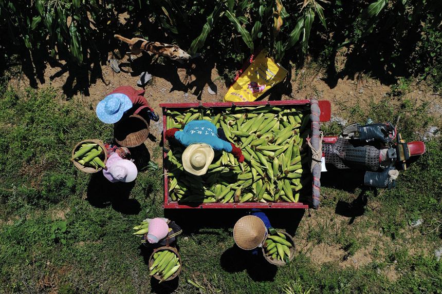 村民在采收水果玉米。楊敏攝