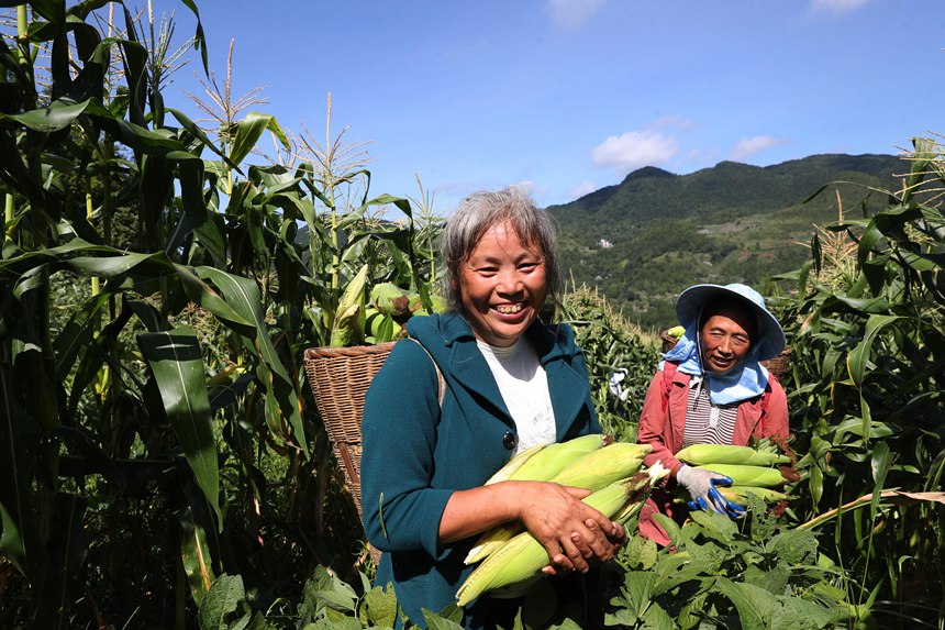 村民在采收水果玉米。楊敏攝