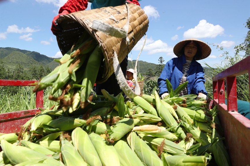 村民在采收水果玉米。楊敏攝