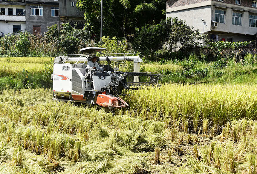 機器收割稻谷。黃河攝