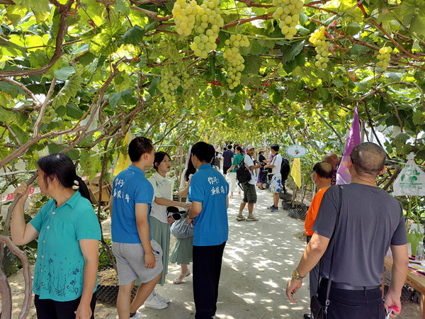 黔江區(qū)首屆葡萄云采摘節(jié)活動(dòng)現(xiàn)場(chǎng)。黔江區(qū)委宣傳部供圖