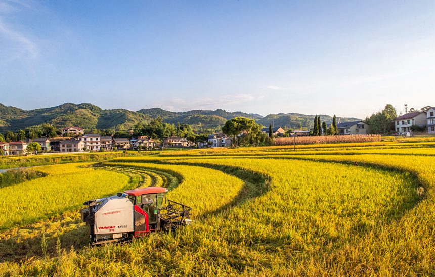 收割機(jī)在搶收稻谷。瞿明斌攝
