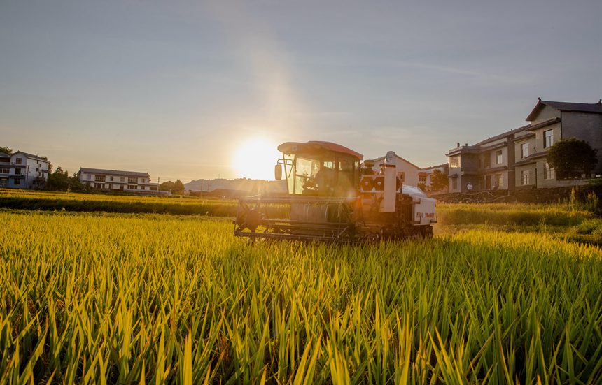 收割機(jī)在搶收稻谷。瞿明斌攝