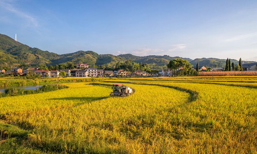 收割機在搶收稻谷。瞿明斌攝