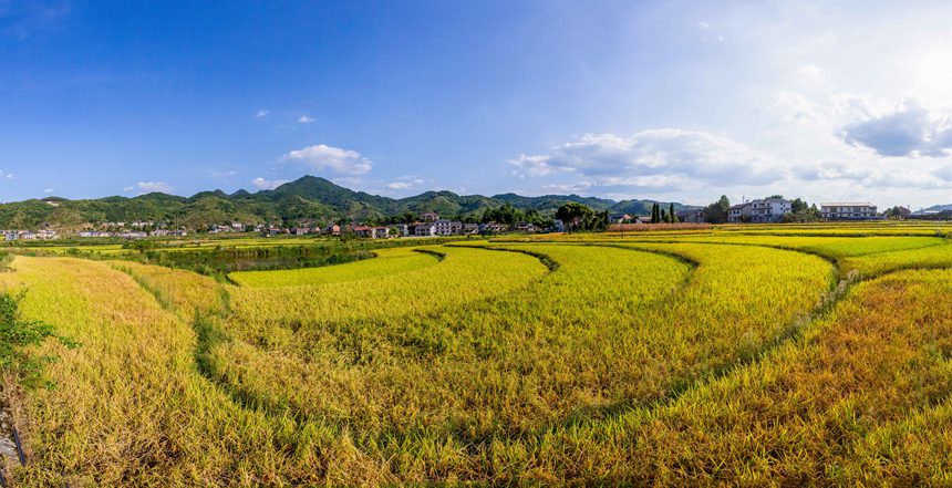 收割機在搶收稻谷。瞿明斌攝