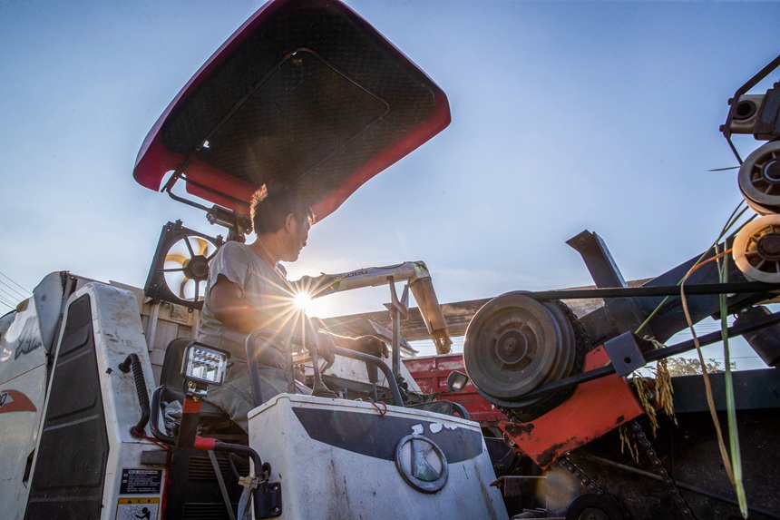 收割機(jī)在搶收稻谷。瞿明斌攝