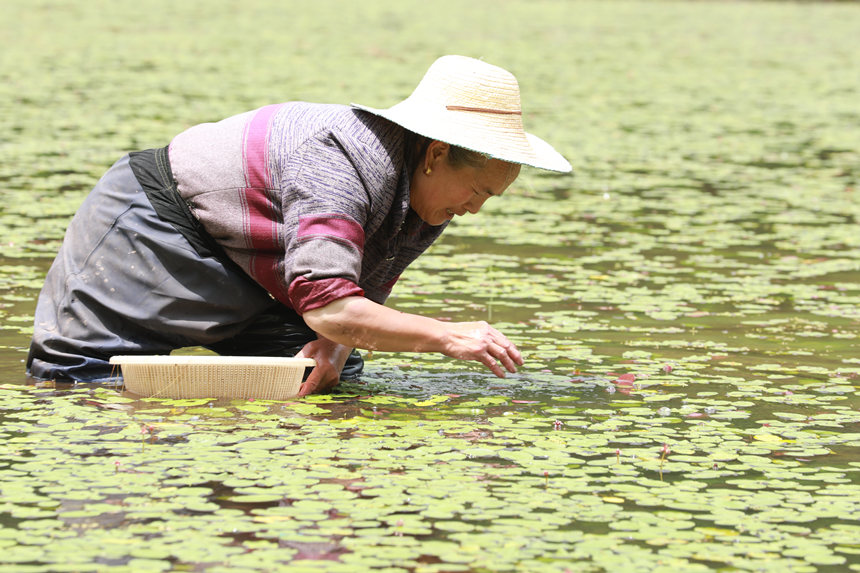 村民在田間采摘莼菜。趙軍攝