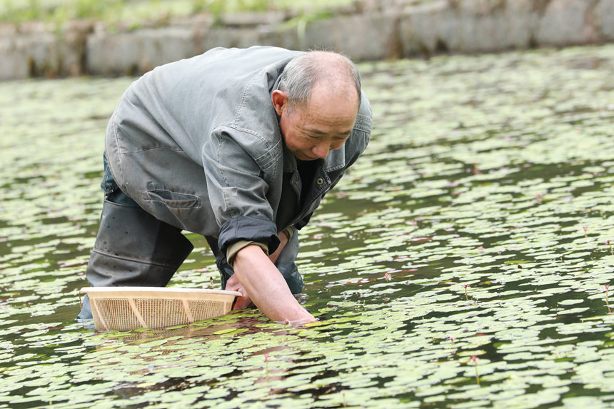 村民在田間采摘莼菜。趙軍攝