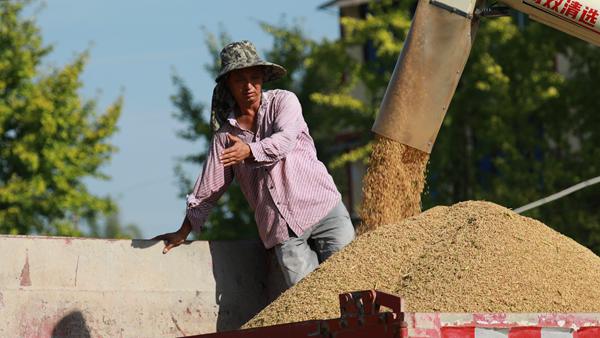 收割水稻。趙軍攝
