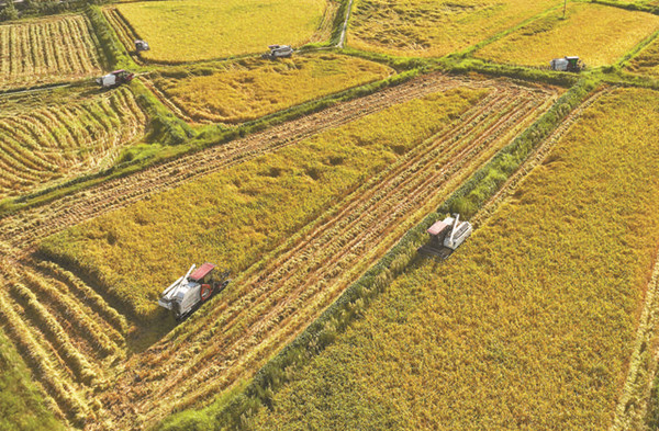 收割稻谷。廣安市委宣傳部供圖
