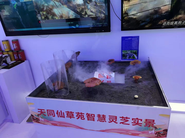 智慧靈芝項(xiàng)目。蔣海濤攝