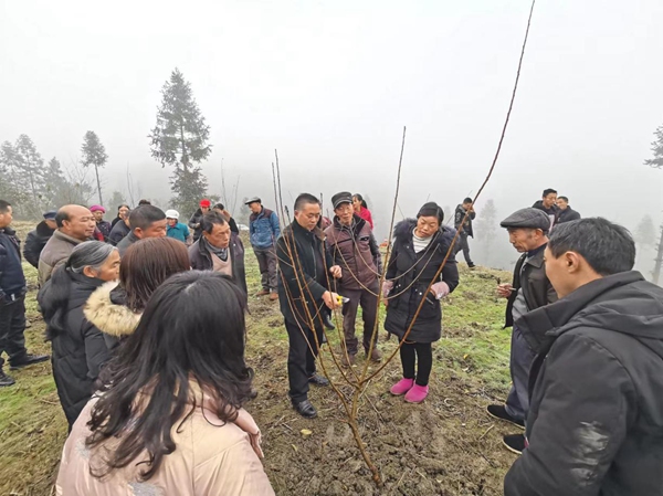 聯(lián)系專家到村指導脆紅李種植技術（資料圖）。受訪者供圖