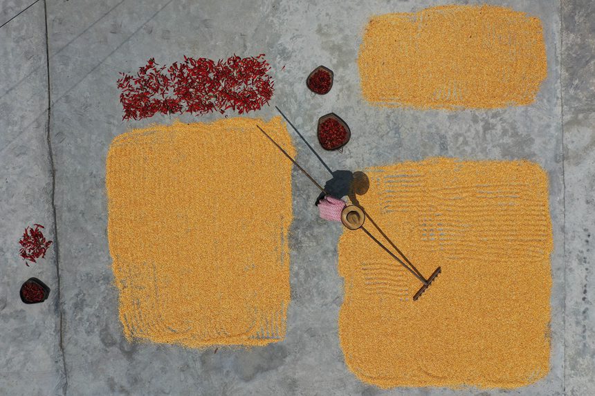 黔江區(qū)沙壩鎮(zhèn)三臺村村民在晾曬玉米。楊敏攝