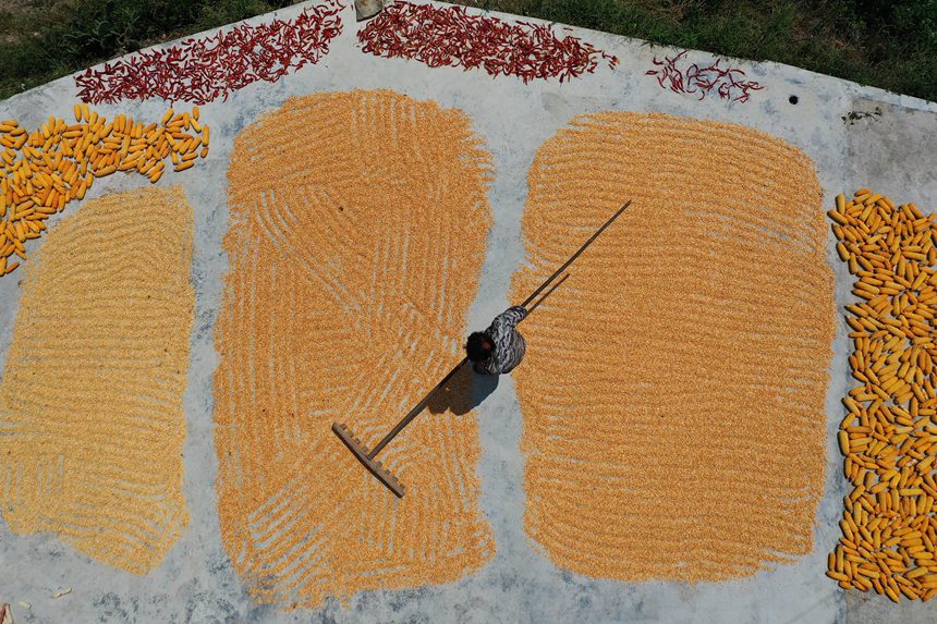 黔江區(qū)沙壩鎮(zhèn)三臺村村民在晾曬玉米。楊敏攝