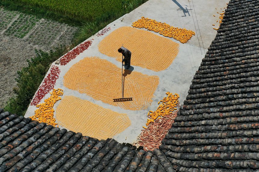 黔江區(qū)沙壩鎮(zhèn)三臺(tái)村村民在晾曬玉米。楊敏攝