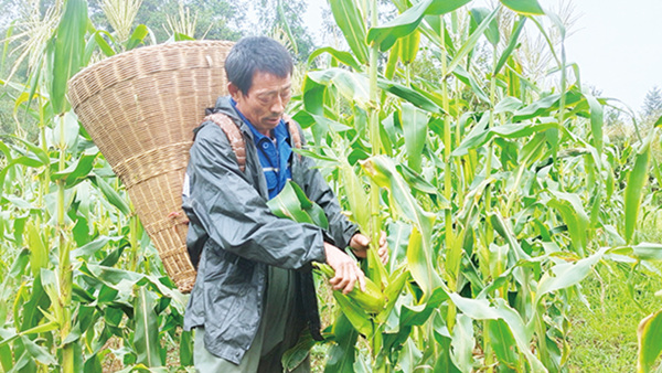 村民正在采收水果玉米。張影攝