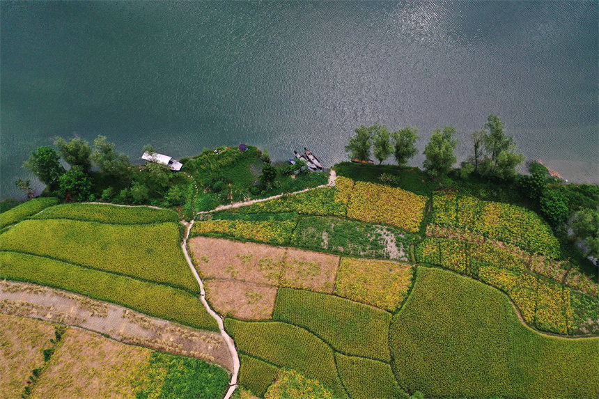 載運(yùn)秋收農(nóng)作物的船只停在重慶市黔江區(qū)阿蓬江鎮(zhèn)大坪村的阿蓬江邊。楊敏攝