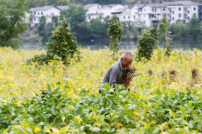 重慶市黔江區(qū)阿蓬江鎮(zhèn)大坪村村民在采收黃豆。楊敏攝