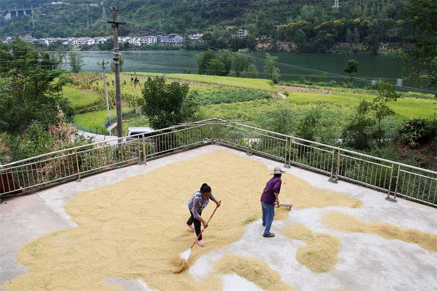 重慶市黔江區(qū)阿蓬江鎮(zhèn)大坪村村民在晾曬稻谷。楊敏攝