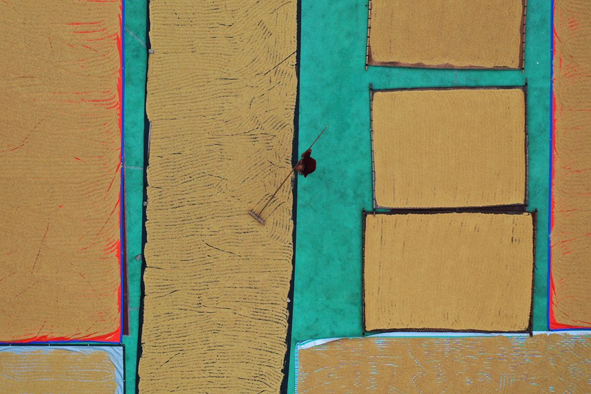 村民正在曬谷場晾曬稻谷。趙勇攝