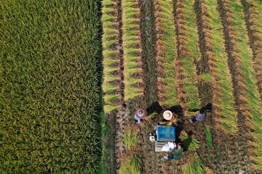 重慶市黔江區(qū)小南海鎮(zhèn)橋梁村古楓寨村民在搶收水稻。楊敏攝