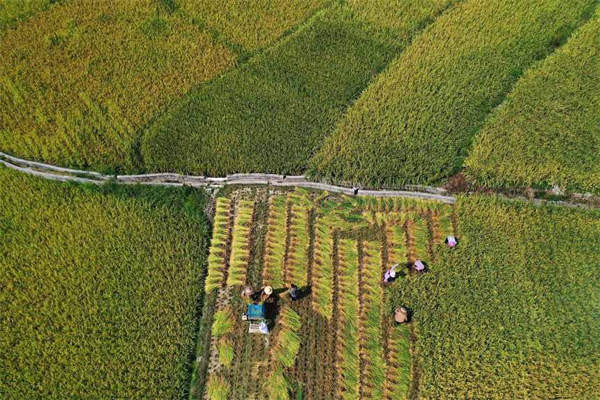 重慶市黔江區(qū)小南海鎮(zhèn)橋梁村古楓寨村民在搶收水稻。楊敏攝