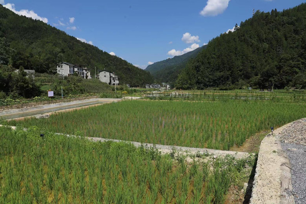 稻田生產(chǎn)體驗區(qū)。城口縣委宣傳部供圖