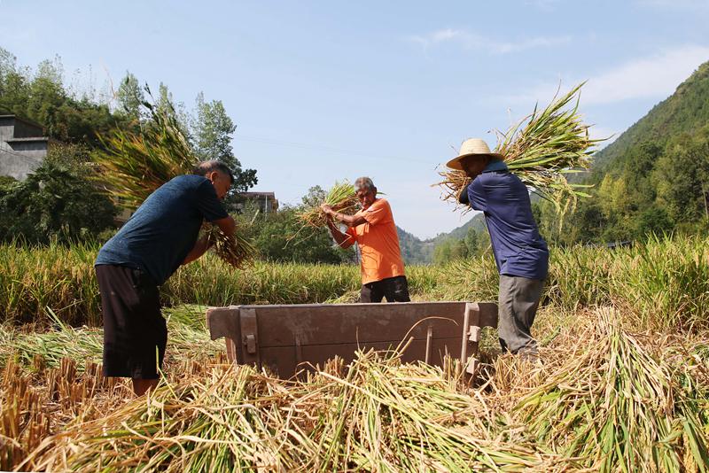 村民正在搶收水稻。楊敏攝