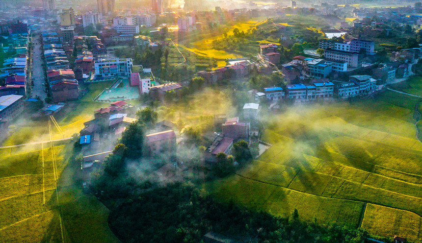 重慶巫山縣廟宇鎮(zhèn)的田野里一片金黃。陳光國攝