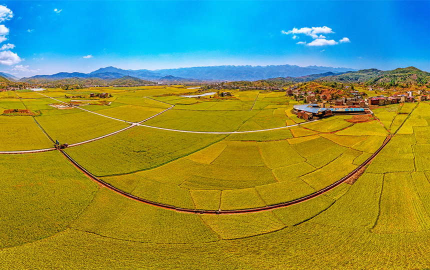 重慶巫山縣廟宇鎮(zhèn)的田野里一片金黃。陳光國攝