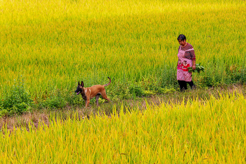 重慶巫山縣廟宇鎮(zhèn)的田野里一片金黃。陳光國(guó)攝