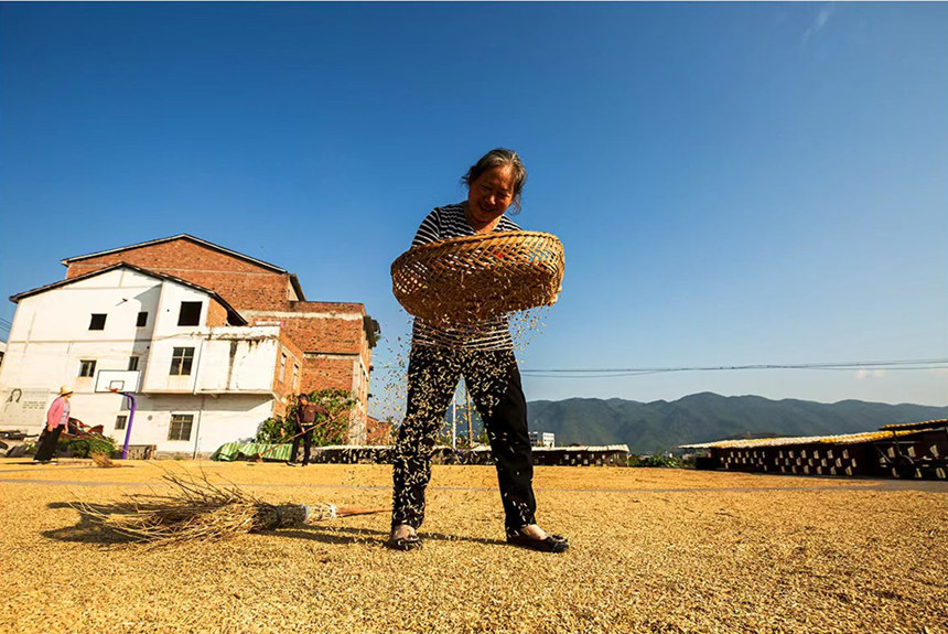 農(nóng)民搶抓晴好天氣晾曬稻谷。陳光國(guó)攝
