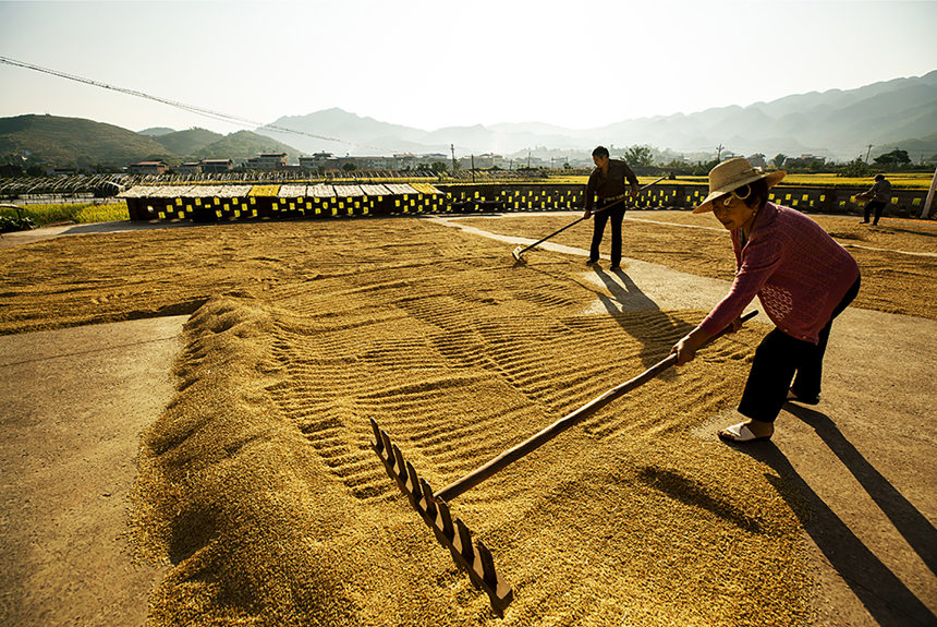 農(nóng)民搶抓晴好天氣晾曬稻谷。陳光國攝