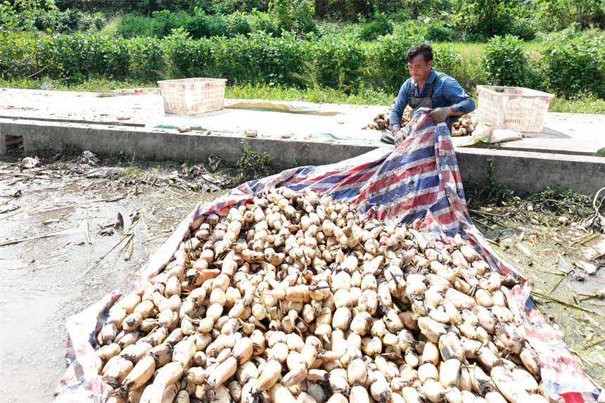新采的蓮藕。趙軍攝