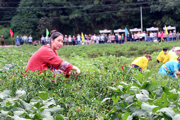 參賽隊員采摘辣椒。胥世鵬攝