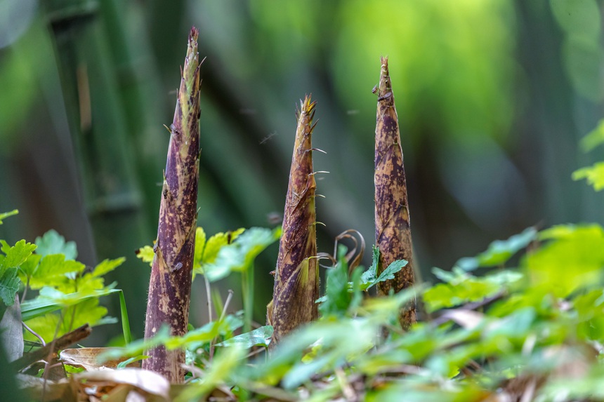 金佛山方竹筍。瞿明斌攝