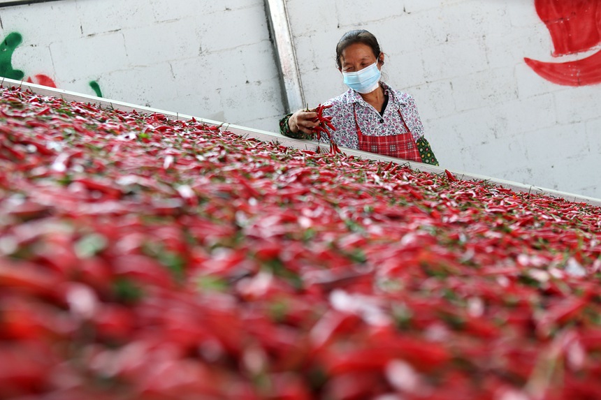 重慶市黔江區(qū)鵝池鎮(zhèn)村民在查看辣椒的烘烤情況。楊敏攝