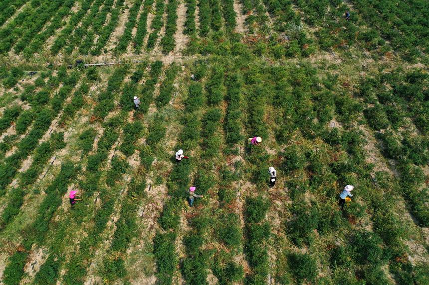 村民在重慶市黔江區(qū)鵝池鎮(zhèn)治安村辣椒種植基地采摘辣椒。楊敏攝