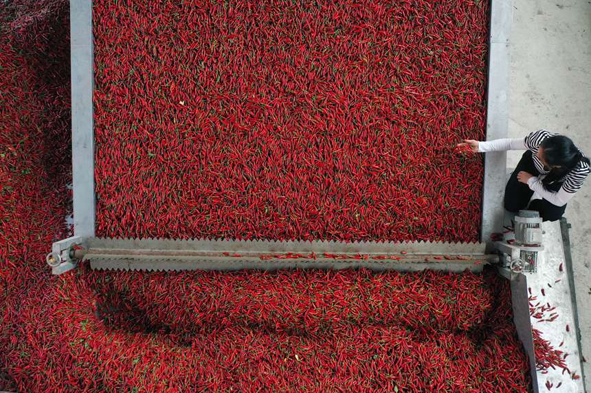 重慶市黔江區(qū)鵝池鎮(zhèn)村民在查看辣椒的烘烤情況。楊敏攝