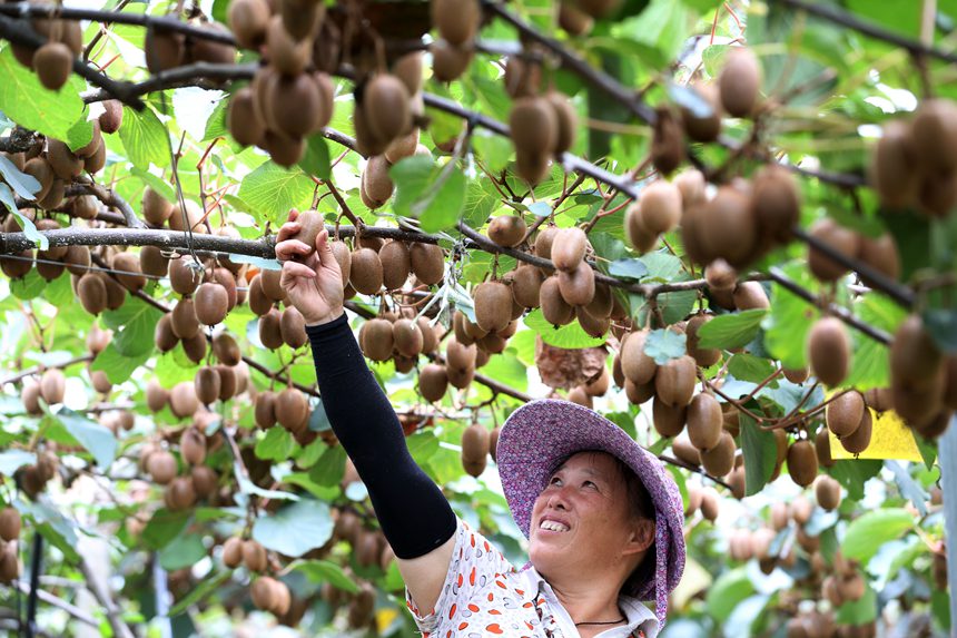 村民在大棚采摘獼猴桃。楊敏攝