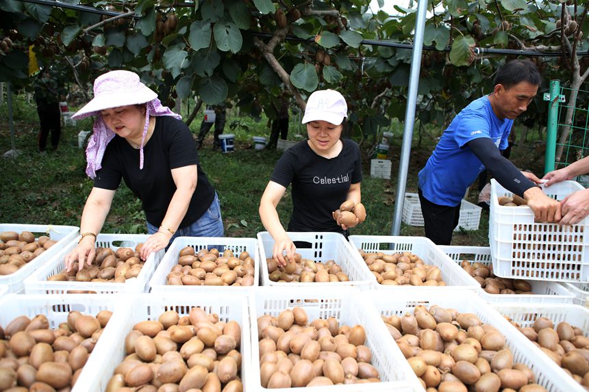 村民在搬運(yùn)獼猴桃。楊敏攝