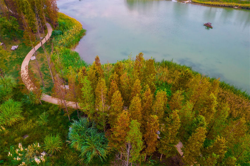 初秋時節(jié)的廣陽島，湖光青碧，樹葉泛黃。郭旭攝
