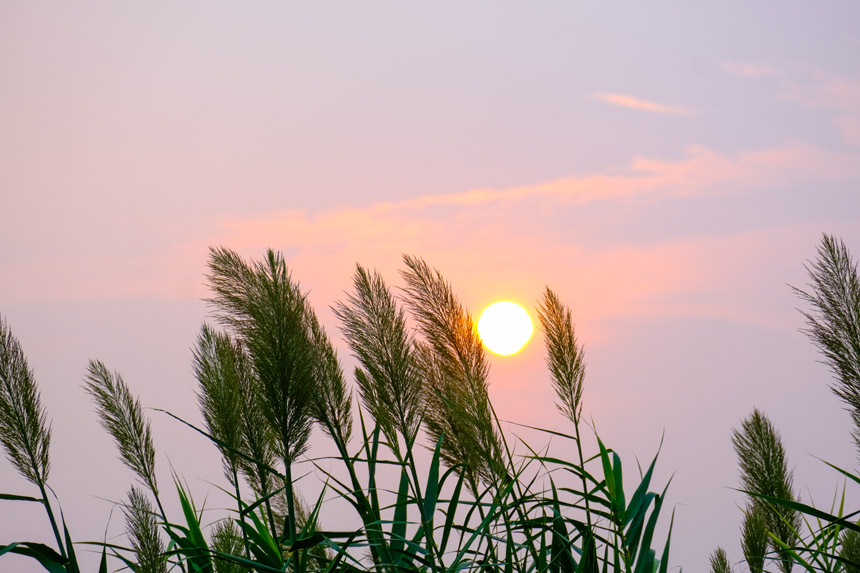 廣陽島江邊濕地，蘆葦隨風舒展，生機盎然風景如畫。郭旭攝